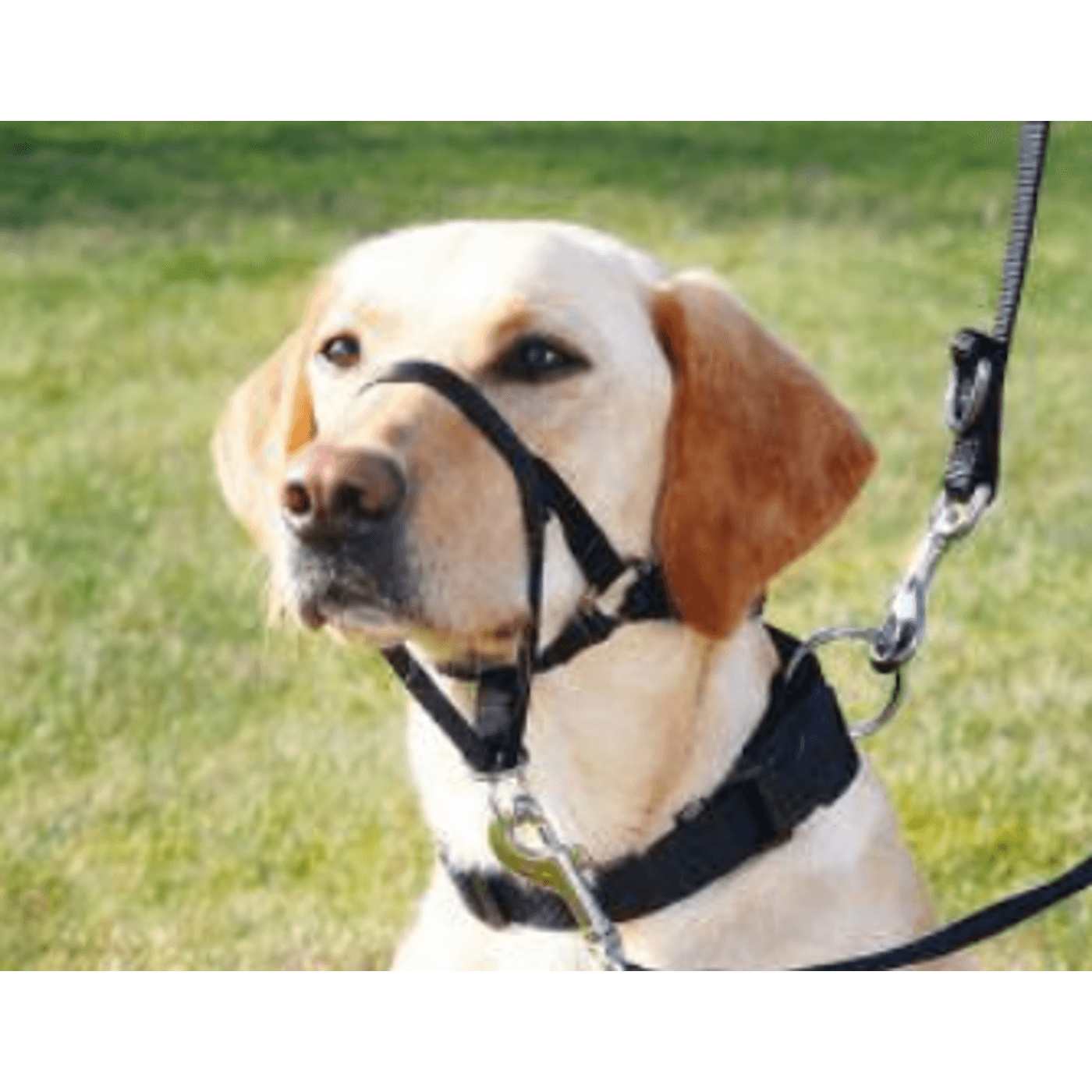 Trixie online top trainer